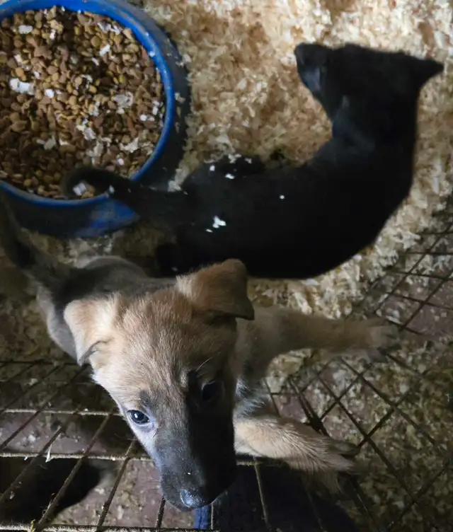 German Shepherd Puppies for Sale - Photo 7