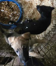 German Shepherd Puppies for Sale - Photo 7
