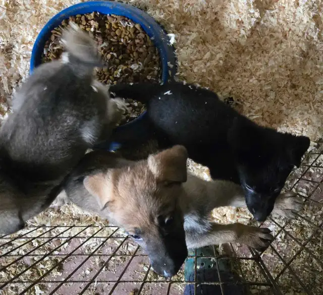 German Shepherd Puppies for Sale - Photo 8