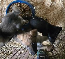 German Shepherd Puppies for Sale - Photo 8
