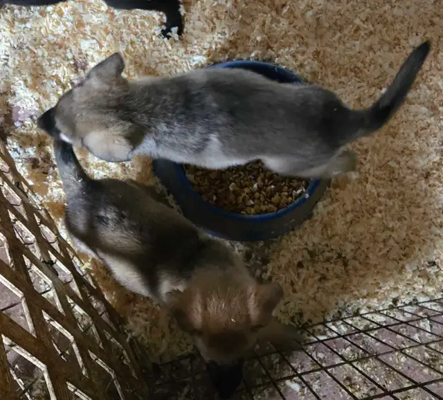 German Shepherd Puppies for Sale - Photo 9
