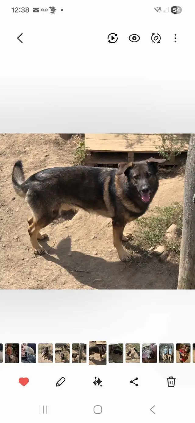 German Shepherd Puppies for Sale - Photo 10