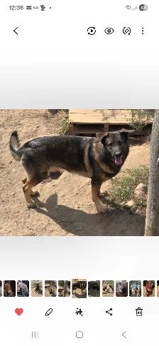 German Shepherd Puppies for Sale - Photo 10