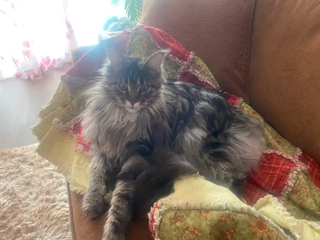 Sweet Maine Coon for Possible Rehoming