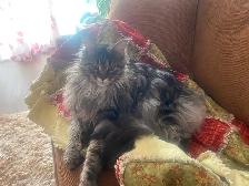 Sweet Maine Coon for Possible Rehoming