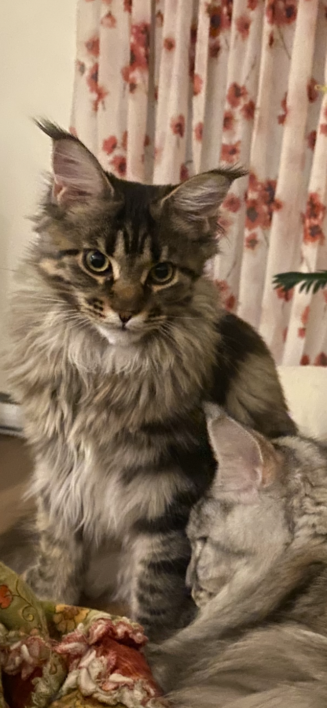 Sweet Maine Coon for Possible Rehoming - Photo 2