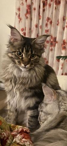 Sweet Maine Coon for Possible Rehoming - Photo 2