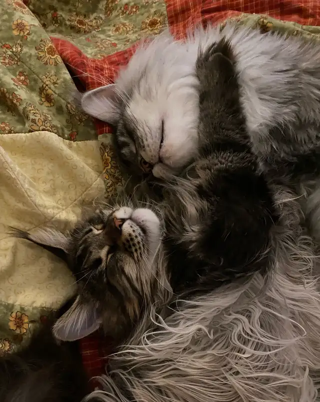 Sweet Maine Coon for Possible Rehoming - Photo 3