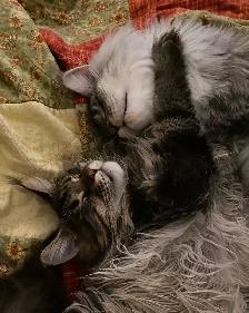 Sweet Maine Coon for Possible Rehoming - Photo 3