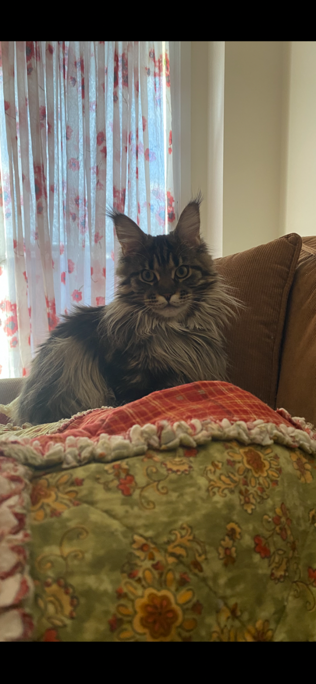 Sweet Maine Coon for Possible Rehoming - Photo 4