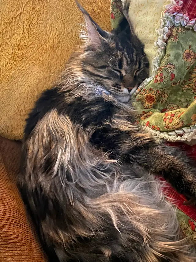 Sweet Maine Coon for Possible Rehoming - Photo 5
