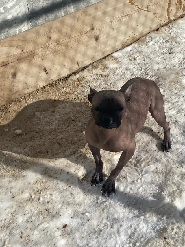 adoption available hairless French Bulldog mix
