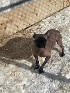 adoption available hairless French Bulldog mix