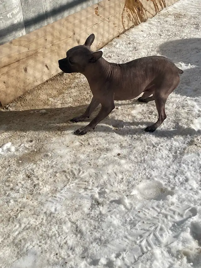 adoption available hairless French Bulldog mix - Photo 2