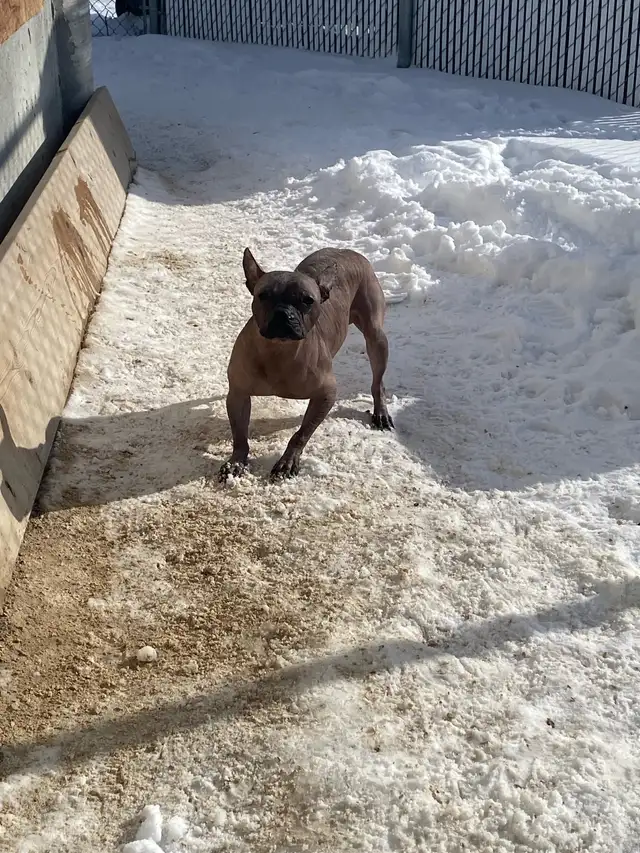 adoption available hairless French Bulldog mix - Photo 3