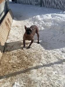 adoption available hairless French Bulldog mix - Photo 3