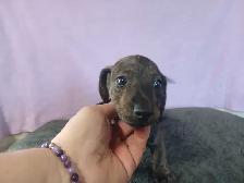 DACHSHUND PUPPIES