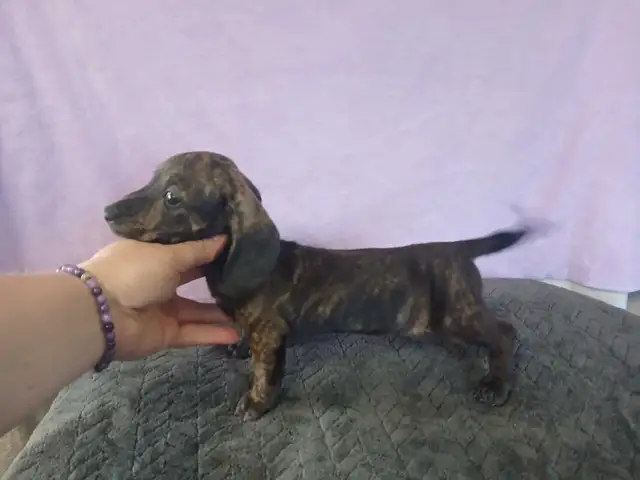 DACHSHUND PUPPIES - Photo 2