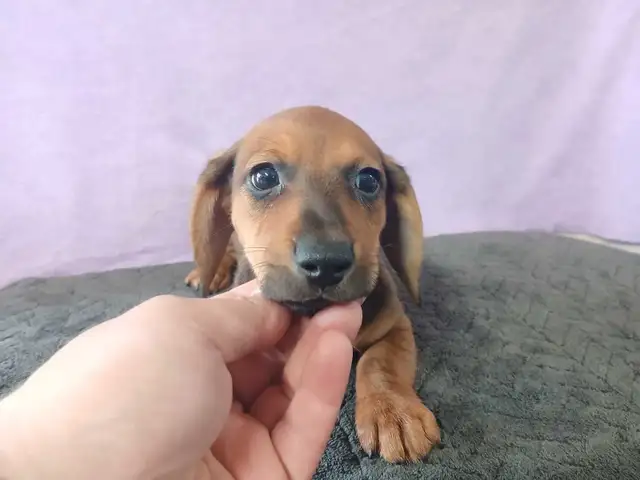 DACHSHUND PUPPIES - Photo 3