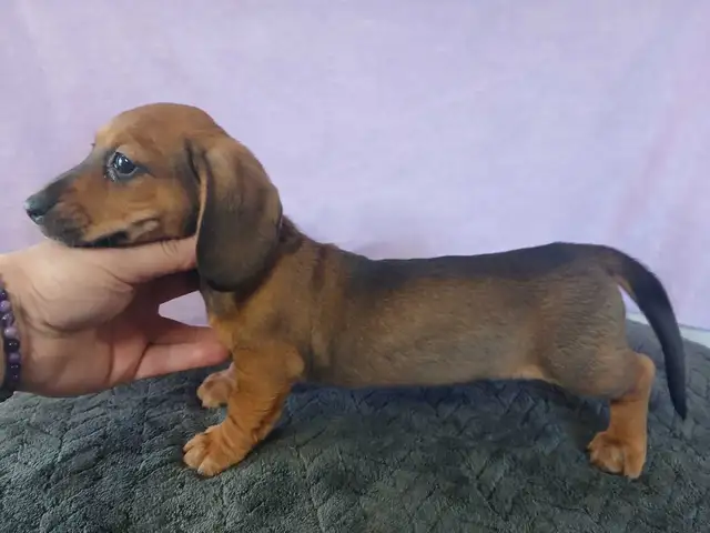DACHSHUND PUPPIES - Photo 4