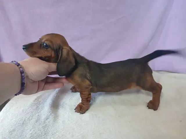 DACHSHUND PUPPIES - Photo 5