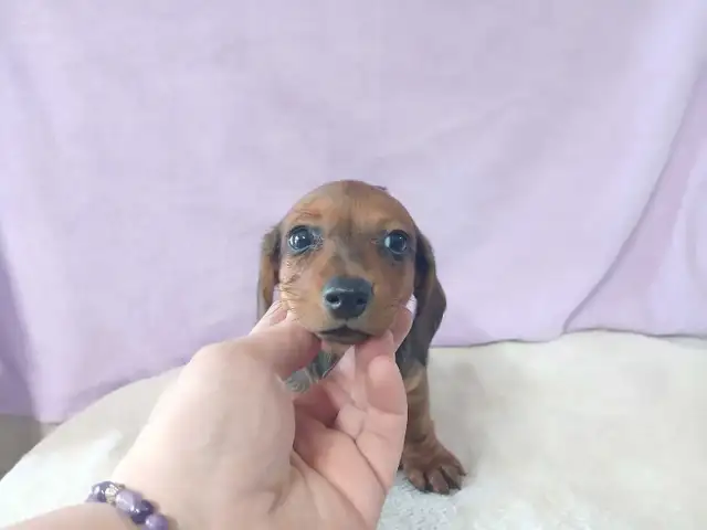 DACHSHUND PUPPIES - Photo 6