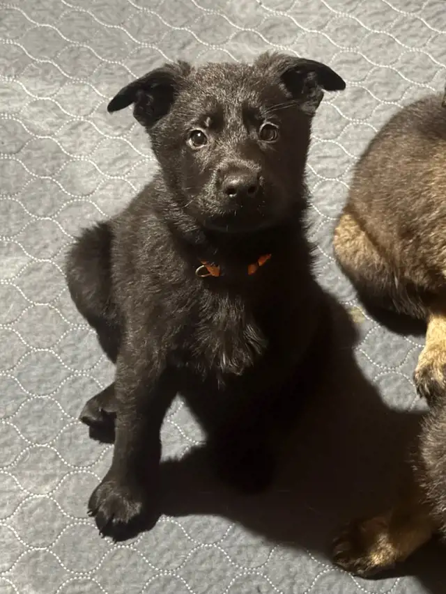 German shepherd