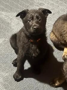 German shepherd