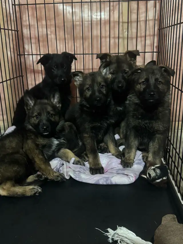 German shepherd - Photo 2