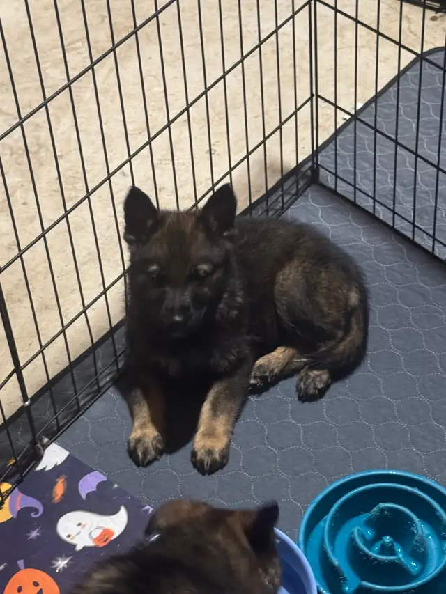German shepherd - Photo 3