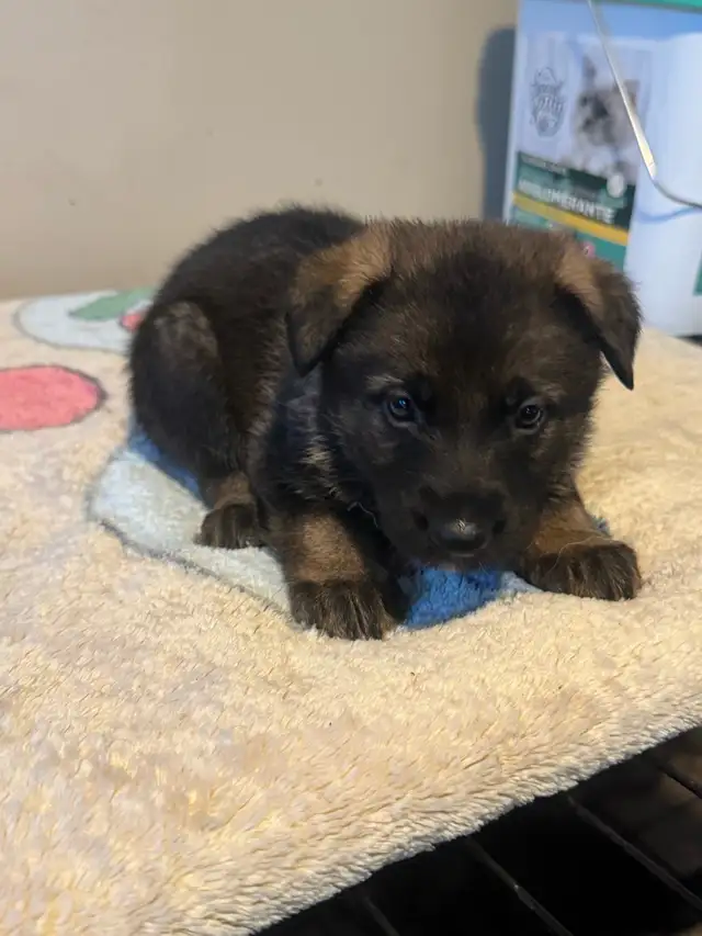 German shepherd - Photo 5