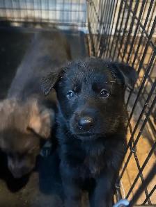 German shepherd - Photo 9