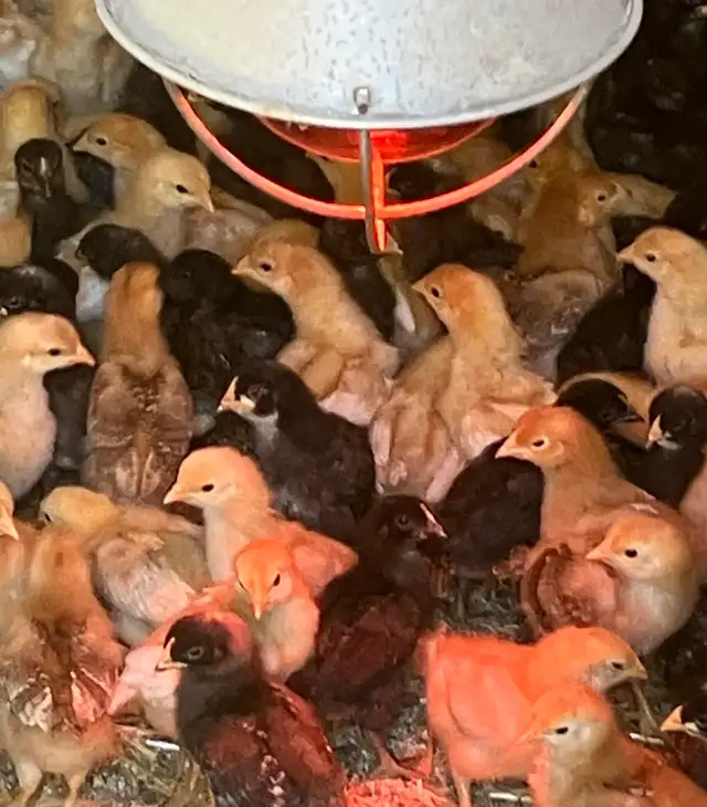 chicks for sale !