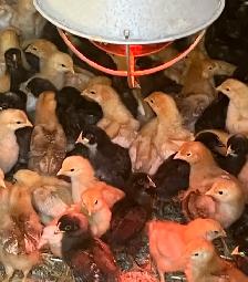 chicks for sale !