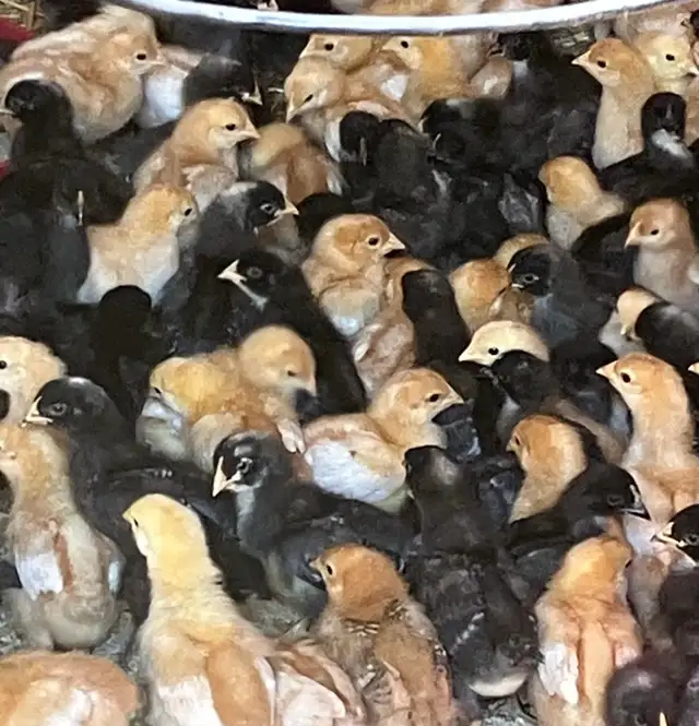 chicks for sale ! - Photo 2