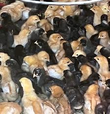 chicks for sale ! - Photo 2