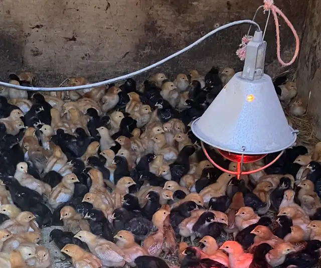 chicks for sale ! - Photo 3