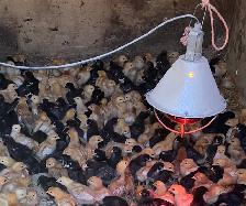 chicks for sale ! - Photo 3