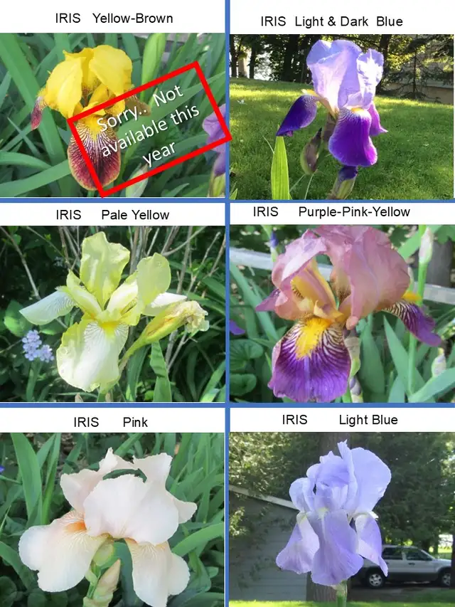 Garage Sale - plants