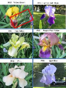 Garage Sale - plants