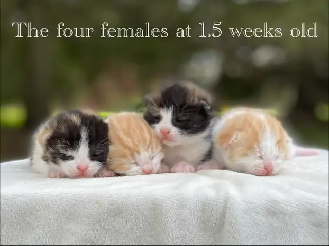 Cute Kittens for Sale! 8 Reservations Available!