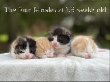Cute Kittens for Sale! 8 Reservations Available!
