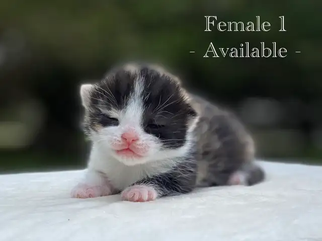 Cute Kittens for Sale! 8 Reservations Available! - Photo 2