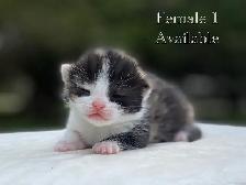 Cute Kittens for Sale! 8 Reservations Available! - Photo 2