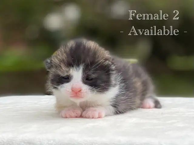Cute Kittens for Sale! 8 Reservations Available! - Photo 3