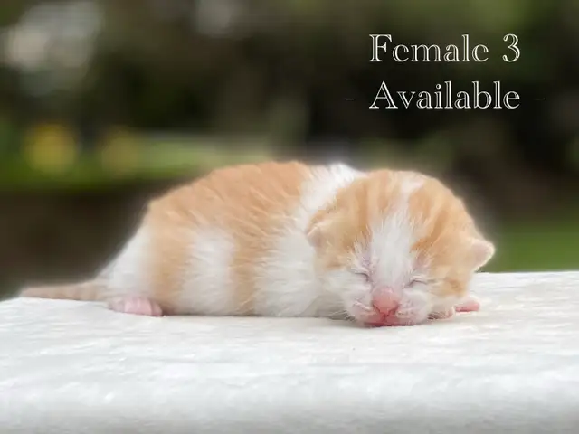 Cute Kittens for Sale! 8 Reservations Available! - Photo 4