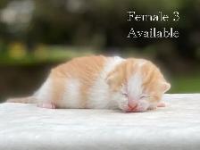 Cute Kittens for Sale! 8 Reservations Available! - Photo 4