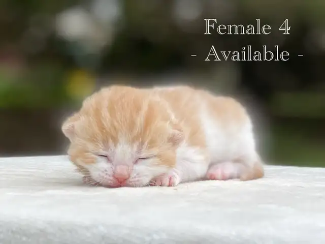 Cute Kittens for Sale! 8 Reservations Available! - Photo 5