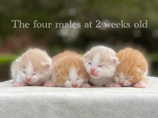 Cute Kittens for Sale! 8 Reservations Available! - Photo 6