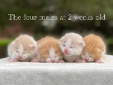 Cute Kittens for Sale! 8 Reservations Available! - Photo 6
